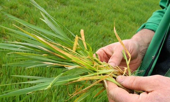 Close up of Julian' hand holding winter barley.